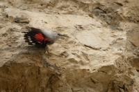 Zednicek skalni - Tichodroma muraria - Wallcreeper 8721u